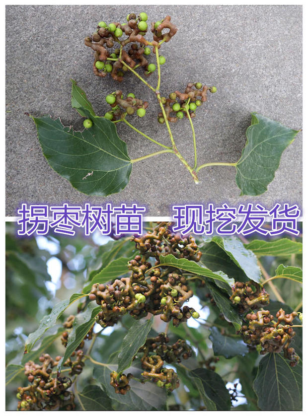 批发基地拐枣树苗 拐枣小苗 万寿果鸡爪连金钩梨当年结苗盆栽庭院-阿里巴巴