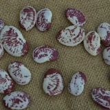 [【3份包邮】云南特产荷包豆状元豆大肾豆400豆类杂粮花芸豆花豆]