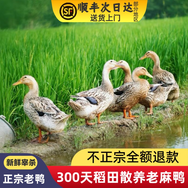 Sichuan authentic free-range shelduck in rice fields, yellow skin and red meat~with internal organs, net weight 4 catties/piece