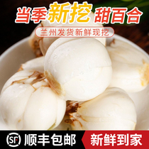 Gansu Lanzhou lily fresh sweet lilies 500g fresh lilies edible lily farmyard natural special produce