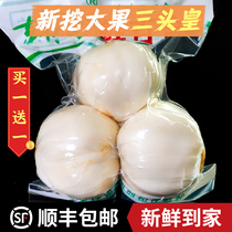 Gansu Lanzhou lily fresh sweet lily Three-headed imperial 500g pure edible farmyard natural special produce Non-special dry goods
