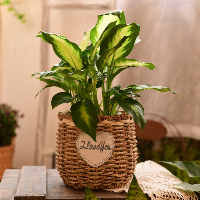 Pastoral woven flower pot Grass woven willow woven flower arrangement Dried flower basket Handmade fleshy pot gold Ge bamboo woven creative basket