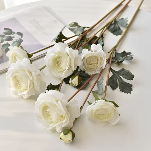 Иностранное пиони -симуляция цветочный цветок высокий клад