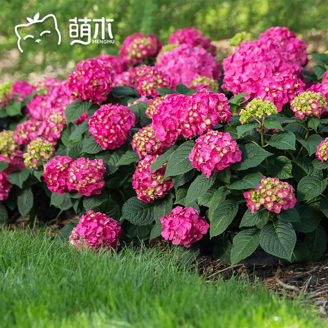 Moegi Gardening ເບ້ຍ Hydrangea ດອກໄມ້ຂະຫນາດໃຫຍ່ hydrangea potted ເບ້ຍຂະຫນາດໃຫຍ່ summer ບໍ່ມີສິ້ນສຸດທີ່ມີຕາດອກໄມ້ຕົກເຈົ້າສາວ