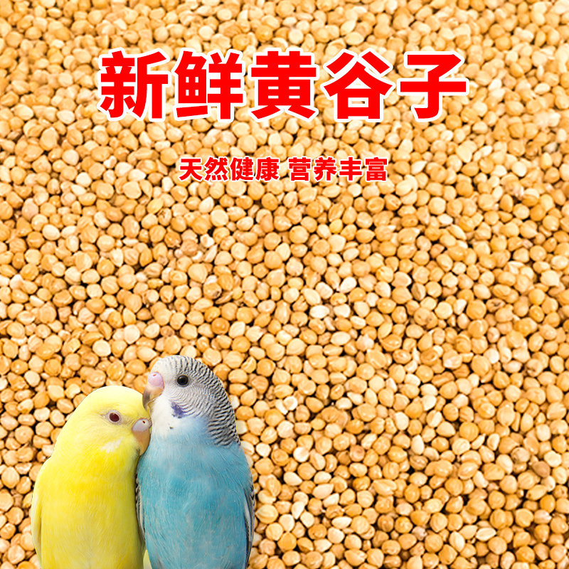 オウムの餌、鳥の餌、殻付きの新しい黄色いキビ、セキセイインコの餌、オカメインコとラブバード専用の鳥の餌。