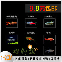 Lantern fish tropical ornamental living body good traffic light blue eye light fresh water cherry lamp tail light small traffic light