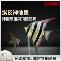 Wild Egyptian artificial Egyptian fairy fish swallow fish Santa Felipe fairy fish Venezuelan fairy fish