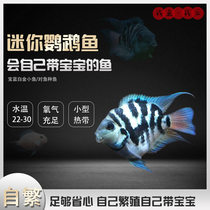 Mini parrot fish living fish fresh water good tropical ornamental fish seedlings sapphire blue breeding fish jinbozi avatar