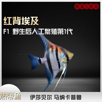 Red-backed Egyptian fairy swallow fish Santa Isabel Manakapuru fairy fish swallow fish tropical fish ornamental fish