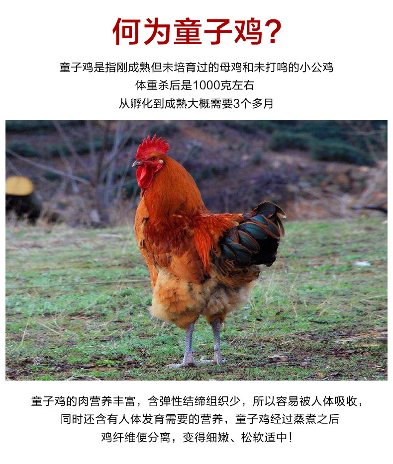 正宗农家散养童子鸡 2斤*2只 图5