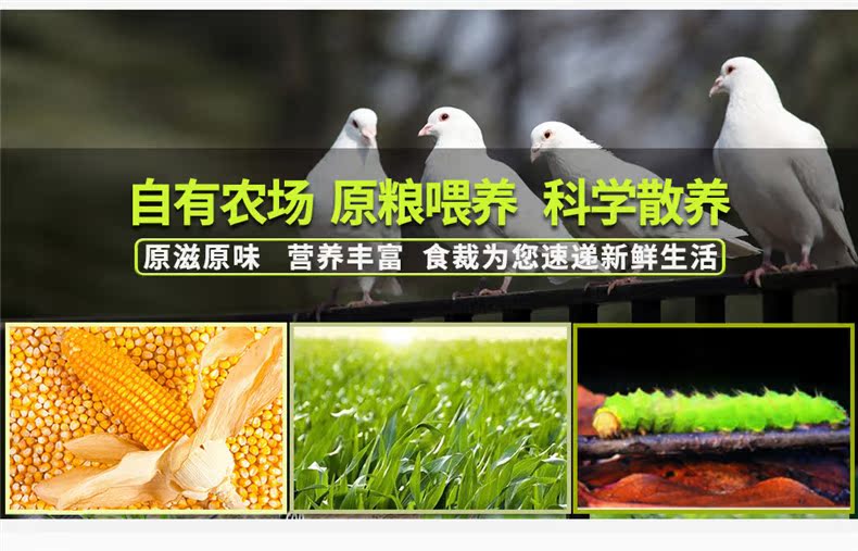 牧憨农庄 新鲜乳鸽农家散养鸽子 3只1000g 图6