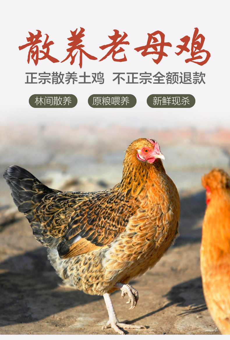 正宗农家散养老母鸡 2斤*2只 图1