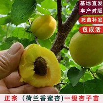 Dutch fragrant honey almond seedlings South Northern Courtyard Cultivation Grafted Sweet Almond Basin Planted Apricots Tree Results of the year