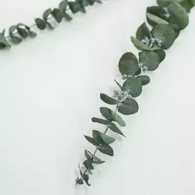 Photo props Taobao INS photography with retro immortal eucalyptus leaves shooting background with