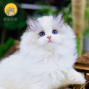 布偶猫幼猫活体海双蓝双赛级仙女猫纯种长毛猫猫咪活物宠物猫幼崽