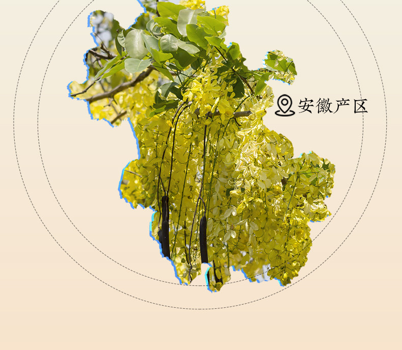 Premium Roasted Cassia Seed 500g Jue Ming Zi Herbal Tea Ingredient for Daily Brewing overview