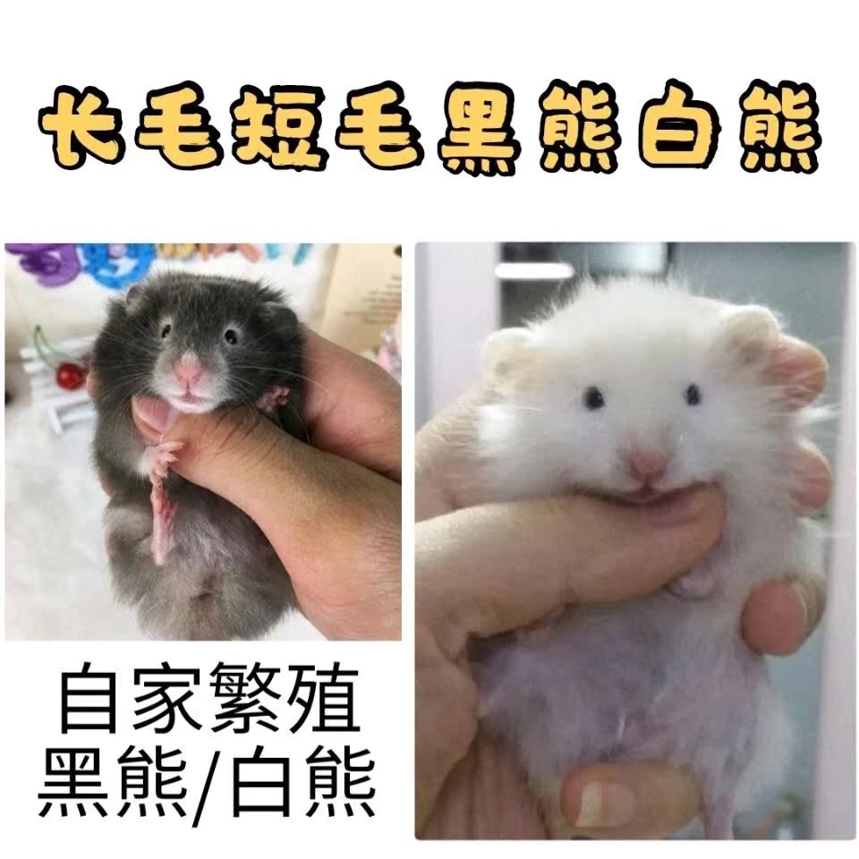 Pet Hamster Golden Silk Bear Short Fur Long Hair White Bear Black Bear Living Things Family Breeding Kits Live Cute Little Pets