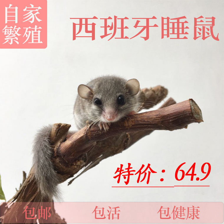 Pet Mouse Living Spain sleeping rat cub Thumb Mouse Mini mini-mucus Little Pet Breeding Kits Live