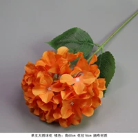 Одиночная большая гидрангея апельсин