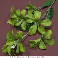 Жилан фламс-орхидея-зеленый