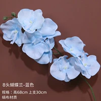 8 Обычный фалаенопсис-синий