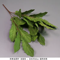 Розовый розовый лист лист светло -зеленый