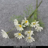 五头雏菊—白色 满5枝包邮