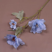 Розовый нарцисс цветочный голубой