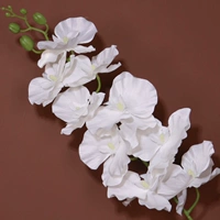 9-х головой сложенного Phalaenopsis-White