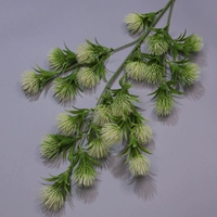 Фрукты фонаря