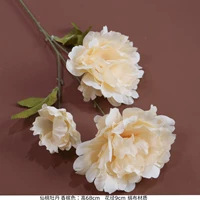 Тибетское голубое богатое пиони шампанское