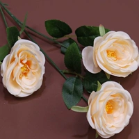 Purple-Red 3 головы открытый-хампанский цвет