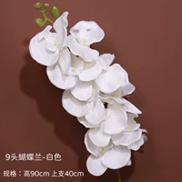 9 высокого моделирования Phalaenopsis-White