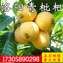 Luoyang Green Loquat Saplings North and South Balcony Potted Planting Courtyard Ground Planting Extra Large Fruit Saplings Fruiting Seedlings That Year