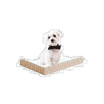 (Direct mail from Japan) HARIO Glass King Dog Toilet Mat with Partition M Light Brown PTS-TPM-LB