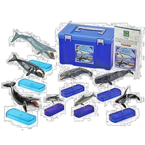 (Japan Direct mail) COLORATA Mammalian figure 3D plotter Whale Dolphin Simulation Box