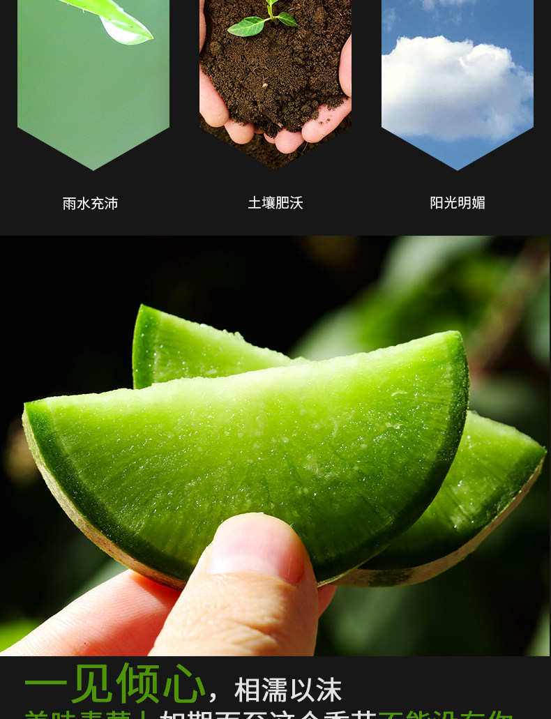 逗嘴鼠 潍坊潍县水果萝卜 净重4.5斤 图5