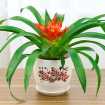 Hongyun When the head potted plant hydroponic plant indoor all four seasons evergreen small red star green plant to raise flowers and pineapple flowers bonsai