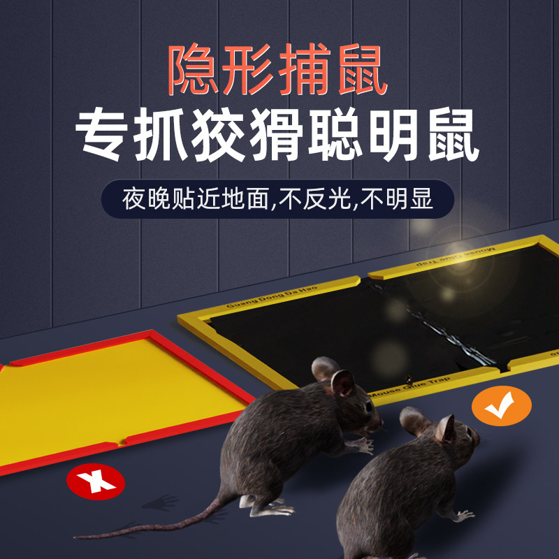 荣耀Holly：科技新宠，小白必看的智能生活神器！