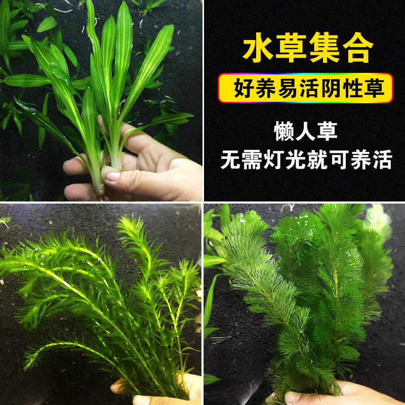 Fish tank water vegetable plant real grass scenic centipede grass negative oxygen lazy green chrysanthemum mini crown