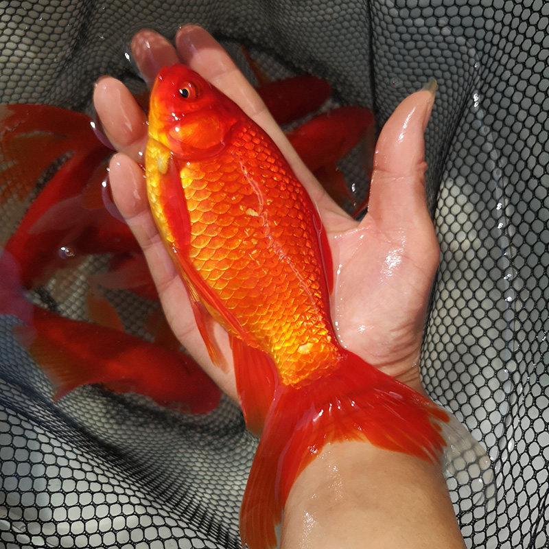 Watching fish goldfish live fish large cold water fish goldfish goldfish damn large red fish freshwater fish cold water parrot