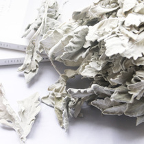 Beauty and body natural real dry flower DIY scented candle Yongsheng dried flower material Natural color silver leaf Chrysanthemum 2 gr Dress