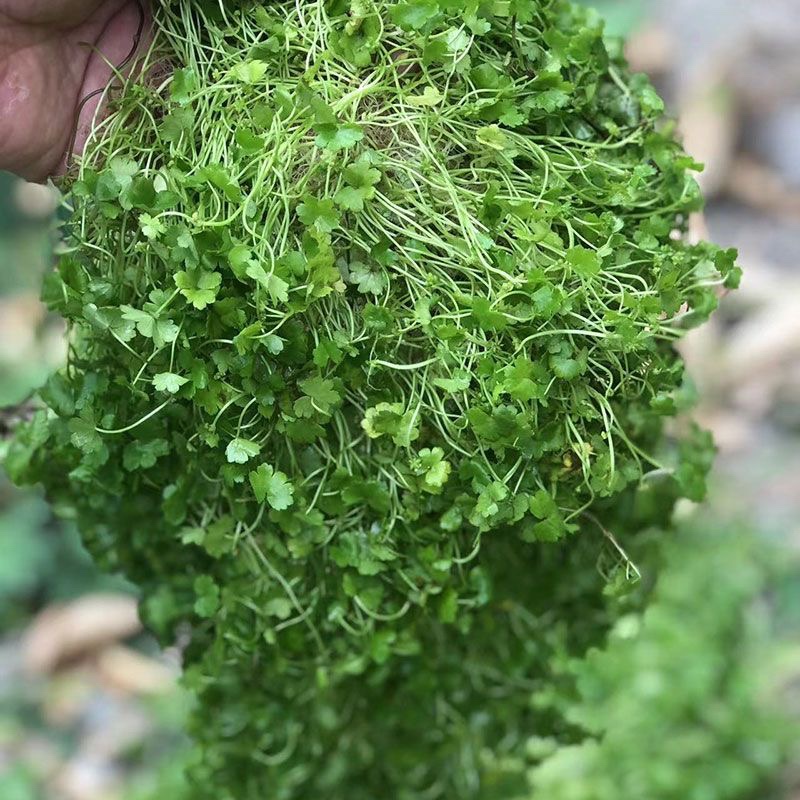 Fresh Ground Cover Herbs Such as Moneywort, Gypsophila, Broken Coin Grass, Mirror Grass, and Star Grass