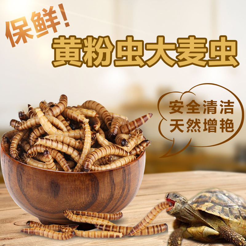 Sensen Red Dragon Silver Dragon Fish Feed Blood Parrot Fish Food Barley Worm Tropical Fish Rohan Fish Feed Fortune Fish Grain Fish Grain Fish Food Fish Food Fish Food Fish Food Fish Food Fish Food Fish Food Fish Food Fish Food Fish Food Fish Food Fish Food Fish