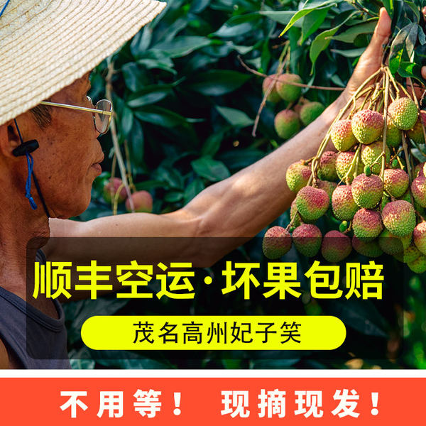 现摘现发 出海日志 广东茂名妃子笑荔枝 3斤天猫优惠券折后¥49.9包邮(¥79.9-30) 现摘现发 出海日志 广东茂名妃子笑荔枝 3斤天猫优惠券折后¥49.9包邮(¥79.9-30)