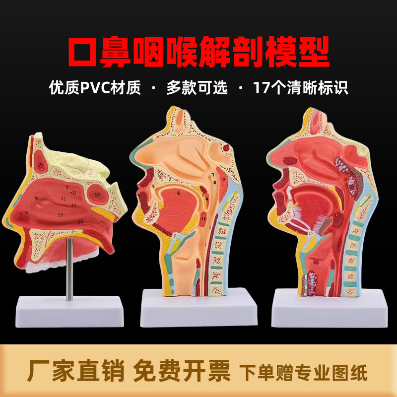 豪莱康鼻腔解剖模型耳鼻喉科教学用鼻子结构病理模型 带支架口鼻咽矢状模型