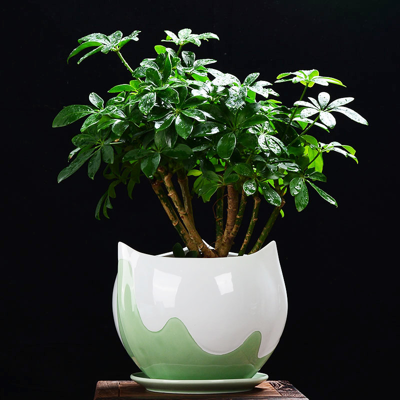 Celadon domestic large fleshy green plant butterfly orchid plant bracketplant flowerpot ceramic office money plant pot basin