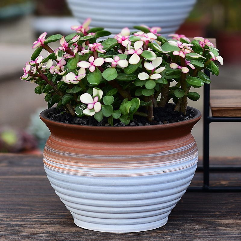 I and contracted ceramic household meat meat plant purple sand flowerpot office desktop green plant more creative potted meat basin