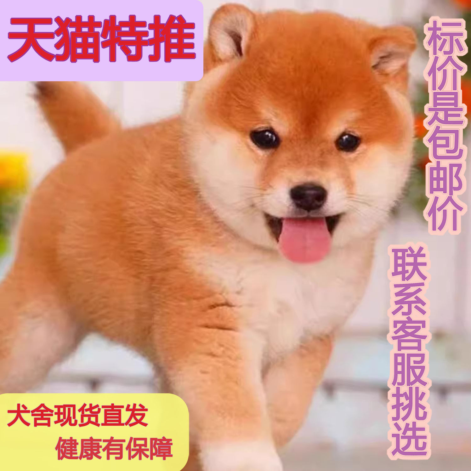 🐾日本柴犬混血网红狗狗幼宠🔥 中型犬活泼豆短毛黑真狗活体狗崽，让你心动的宠物伙伴！💖-狗狗-淘宝好物网, image size:1496x1496