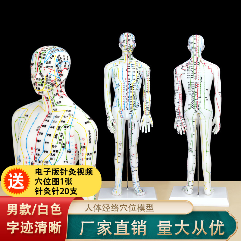 白色刻字人体模型穴位模型男模人模型经络穴位模型送穴位图